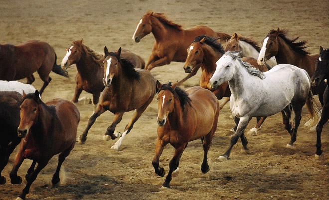 بەكتاستىڭ ءبىرالىسى