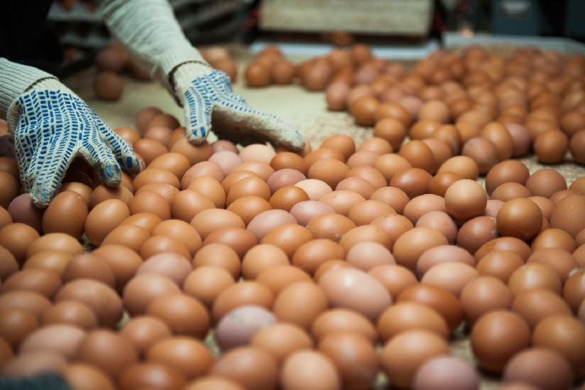 جۇمىرتقا شىعاراتىن قۇس فابريكالارى جابىلۋ الدىندا تۇر