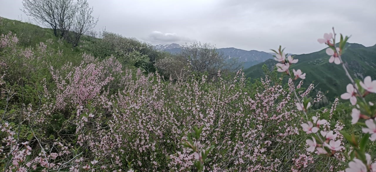 لەدەبۋر بادامى «قىزىل كىتاپقا» ەنگەن وسىمدىك