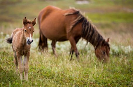 اڭقاۋدىڭ اڭگىمەسى