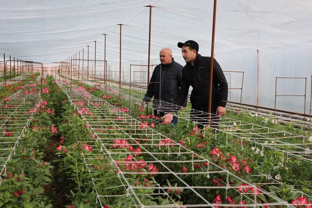 گۇلدەرگە سۇرانىس جوعارى