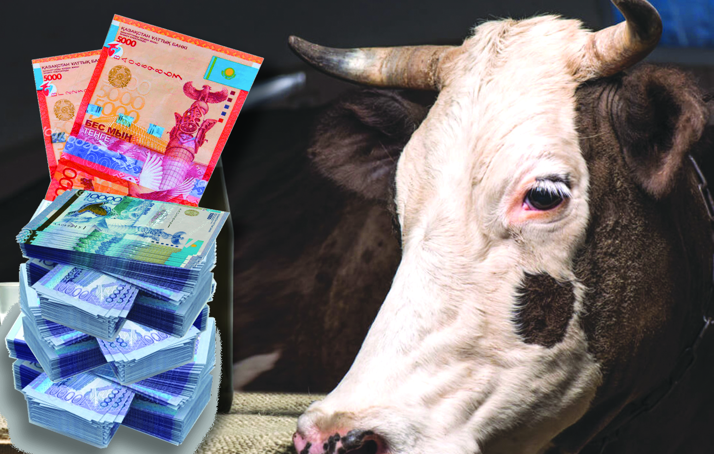 جوق مالدى سۋبسيديالاعان