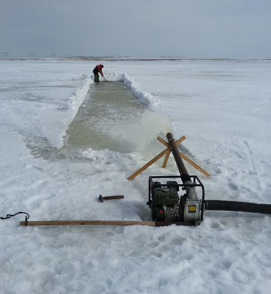 باعۋسىز بالىق تا وسپەيدى