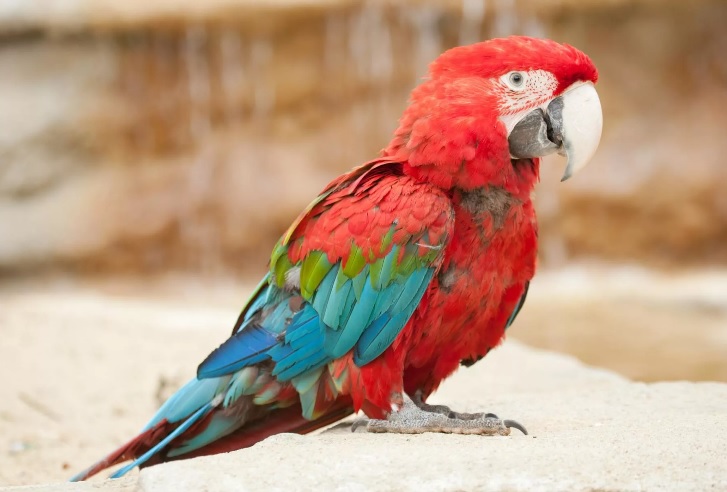 توتىقۇس نە دەيدى؟