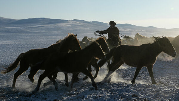 جازا كۇشەيسە دە, مال ۇرلىعى ءورشىپ تۇر