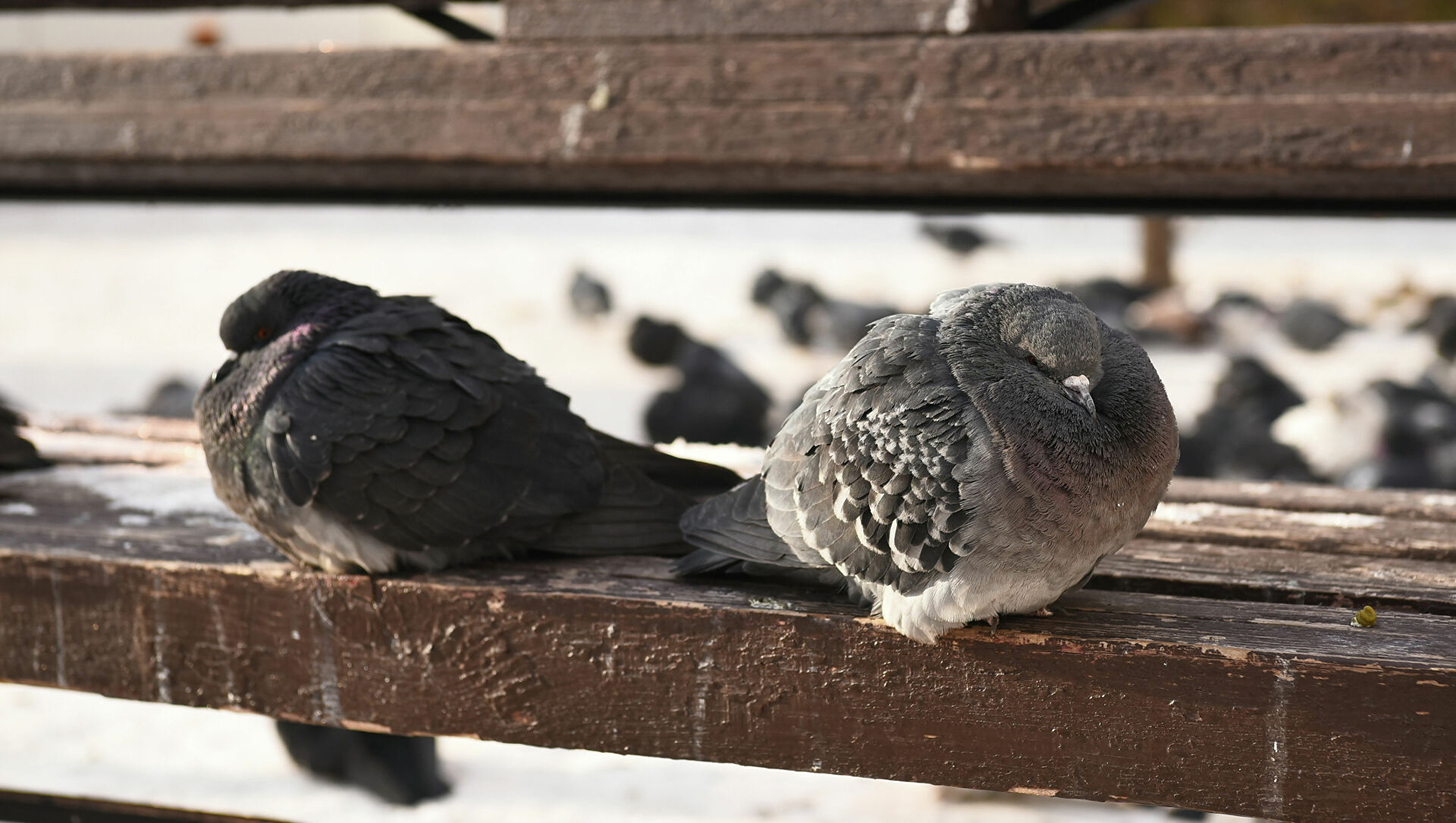 كۇنەستەگەن كوگەرشىندەر