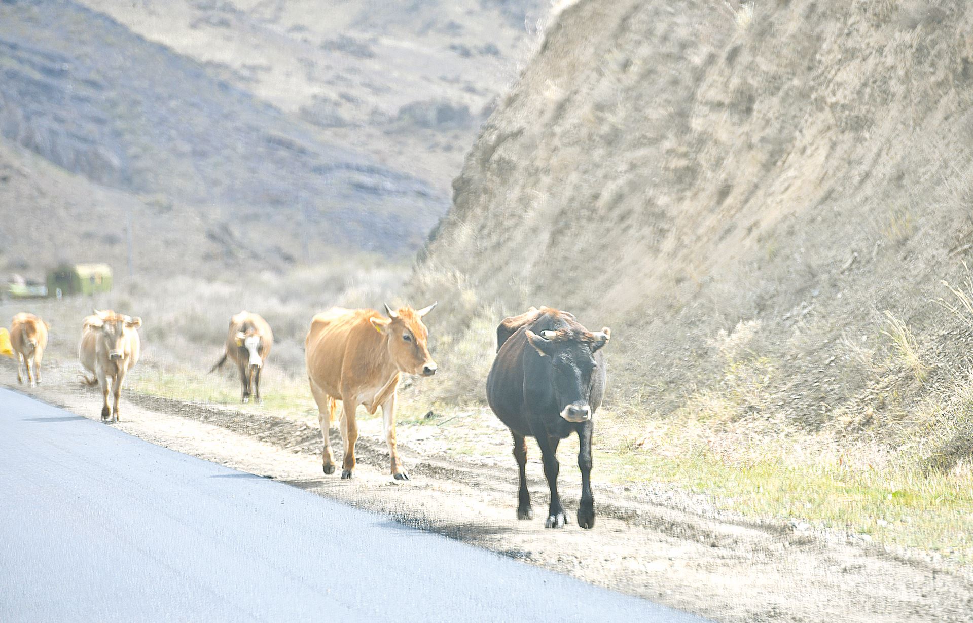 جايىلىم كولەمى ۇلعايدى