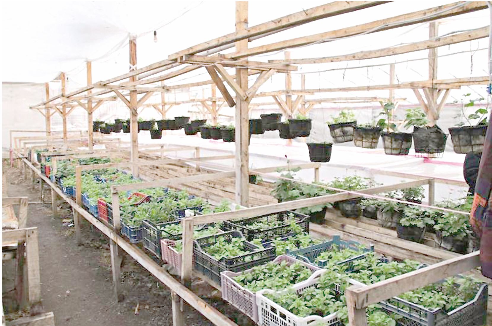 ەڭبەگى جانعان ەرەكشە جاندار