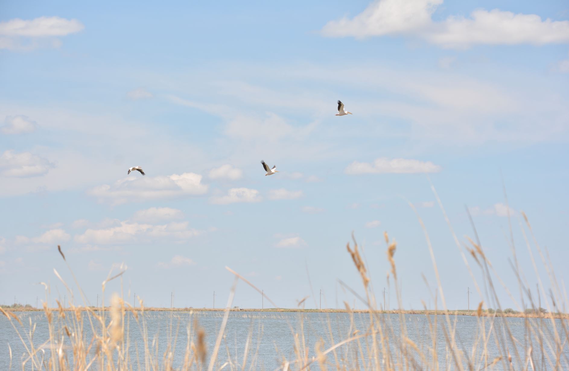 قۇستاردى قۇرتىپ المايىق