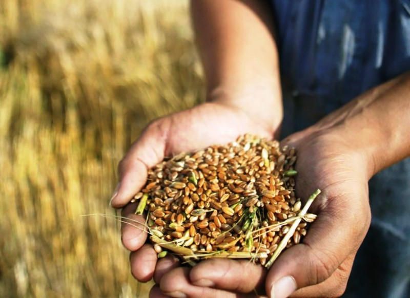 ساپاسىز تۇقىم سان سوقتىرادى