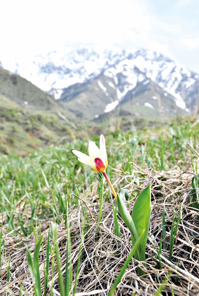 جەر كىندىگى – التىن ۇيا
