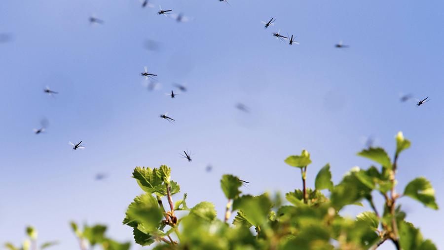 ماساعا تالانىپ, ماسقارا بولماسىن