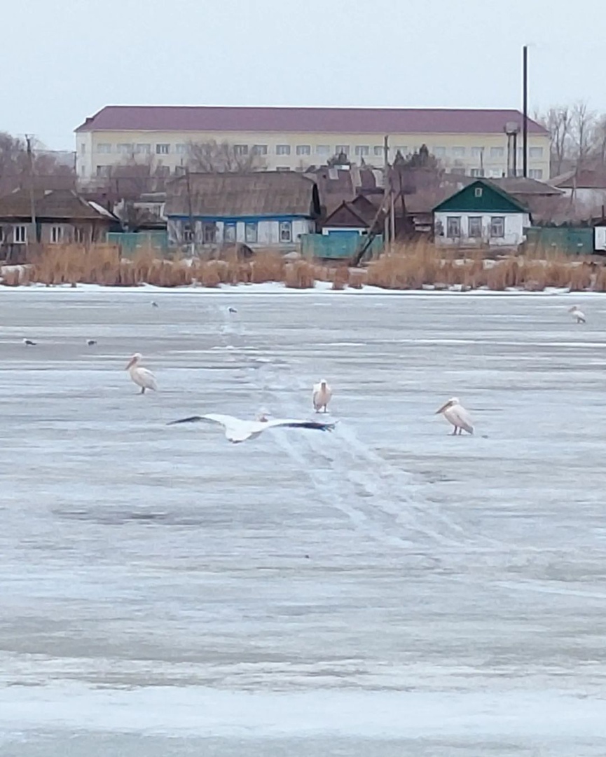 اۋليەكولگە بىرقازان قوندى