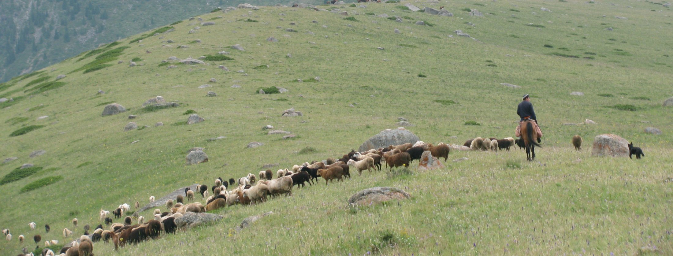 جايىلىم تۋرالى زاڭ جايلى بولسىن دەسەك...