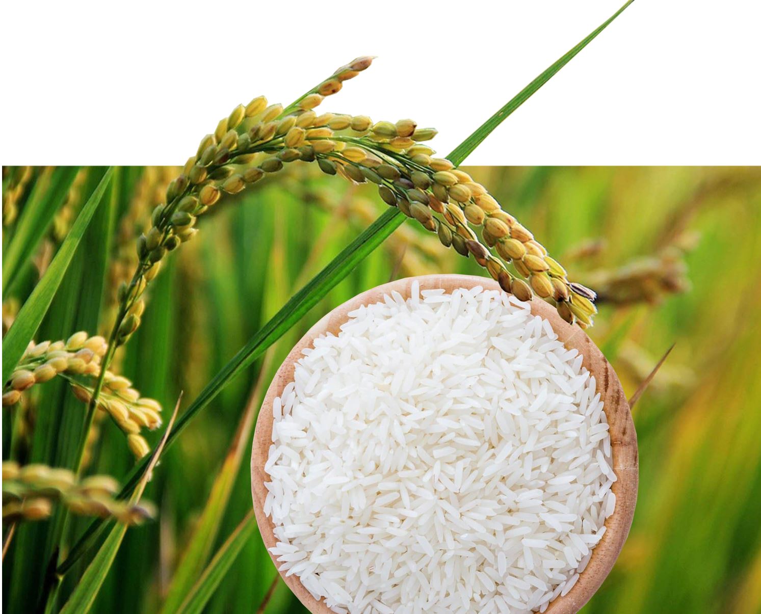 كۇرىشتىڭ ماسەلەسى كۇرمەكتەن كوپ