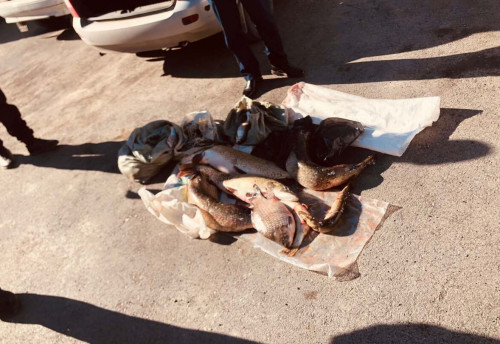 وسكەمەندە زاڭسىز بالىق تاسىمالداعان تۇرعىن ۇستالدى