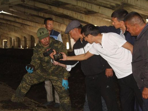 كاليفورنيا شىلاۋشىنىن وسىرۋشىلەر كوبەيدى