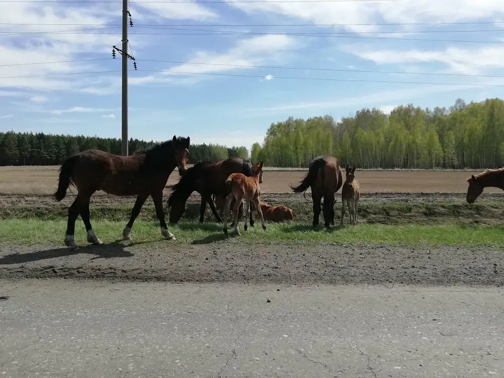 ىرىزدىعىنا ىجداعاتپەن قارامايدى