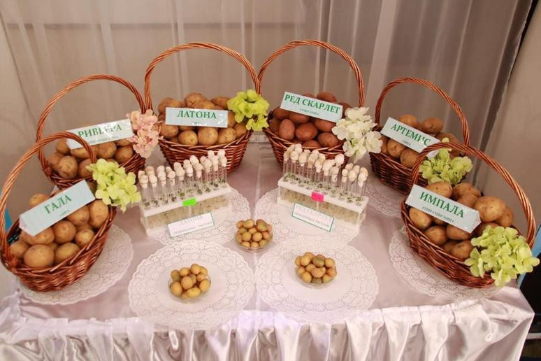 اگروتەحنولوگيا ءۇمىتتى اقتايدى