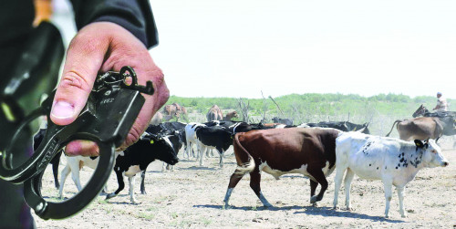 مال ورىستەن كوپ ۇرلانادى