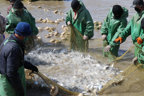 بالىق وسىرۋگە جاسالعان بەتبۇرىس