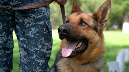 پاۆلوداردا قىزمەتتىك يت 3 كەلى ەسىرتكىنى تاپتى