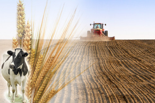 مال ازىعىنا ارنالعان ەگىس كولەمى ۇلعايادى