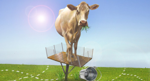 جايىلىم ماسەلەسى قالاي شەشىلەدى؟