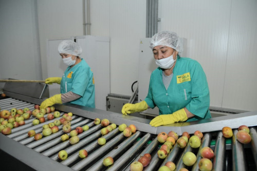 «ەگىستەن سورەگە دەيىن»  جوباسى اياسىندا وتاندىق ءونىمنىڭ ءورىسى كەڭەيەدى