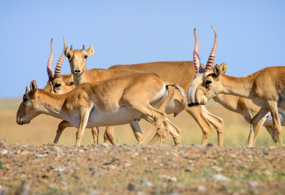 قۇرالاي ورگەن بارقىتبەل