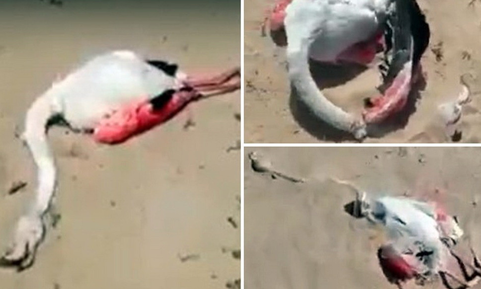 قۇمدا قۇربان بولعان قوقيقازدار