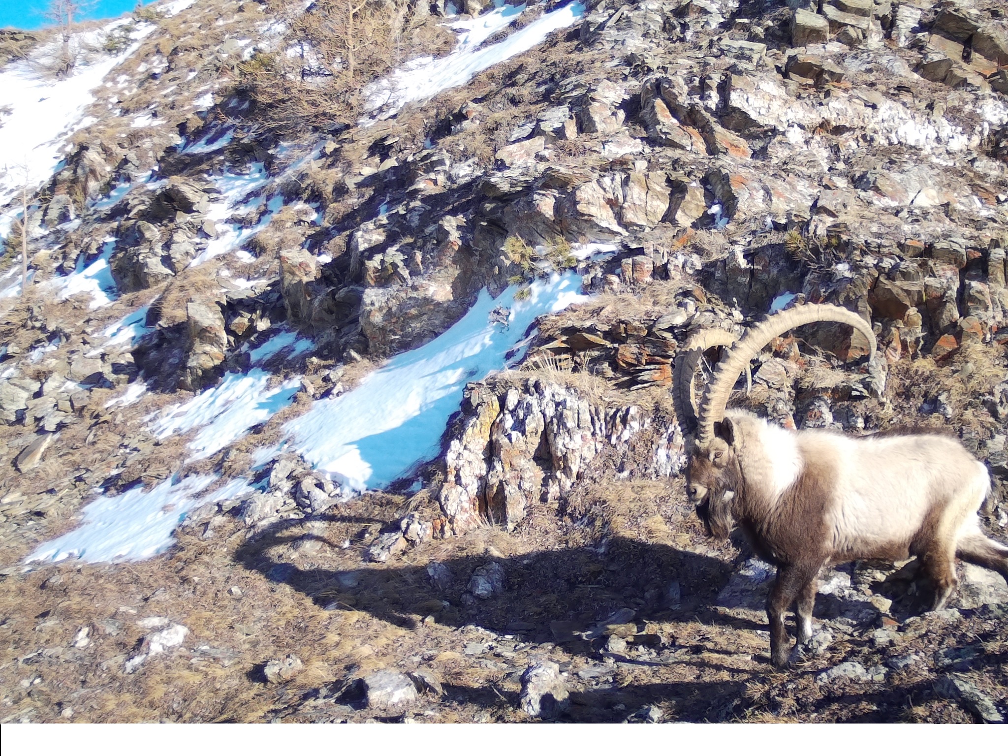 اڭ سانى ازايمايدى