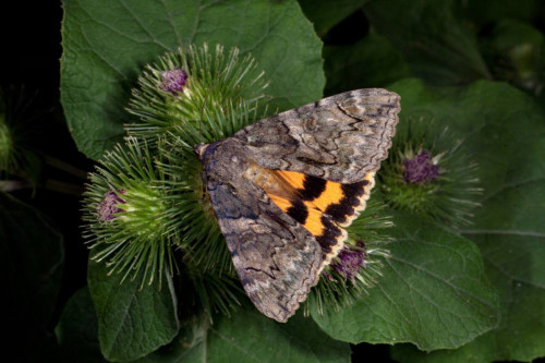 جاندىكتىڭ جاڭا ءتۇرى