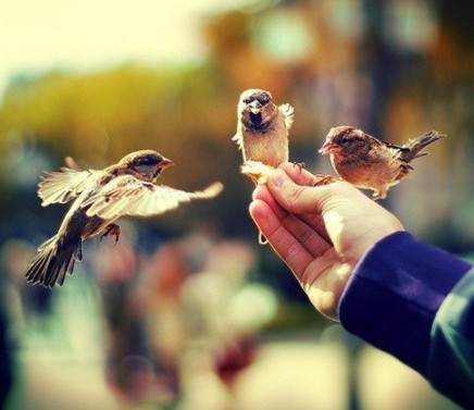 مەيىرىم سوتى