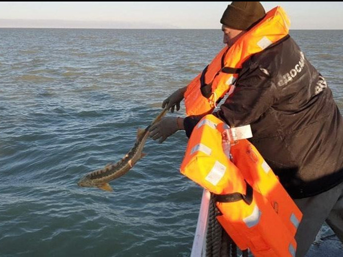 كاسپي تەڭىزىنەن ۇزىندىعى 300 كيلومەتردەن اساتىن براكونەرلىك اۋ تاركىلەندى