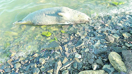 يتبالىقتار نەدەن قىرىلدى؟