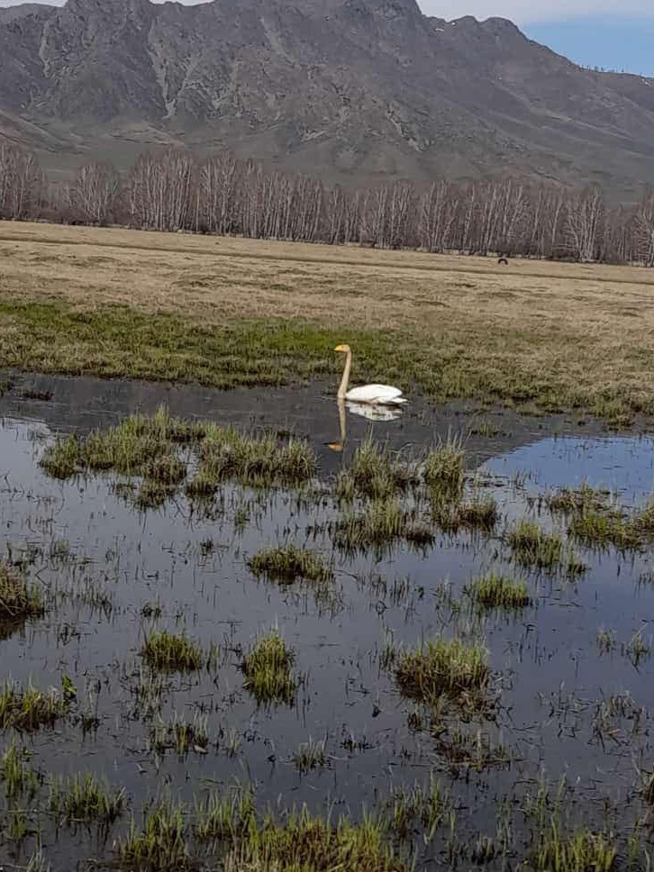 التايعا اققۋ قوندى