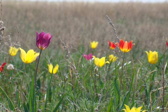 قىر قىزعالداعى گۇلدەدى