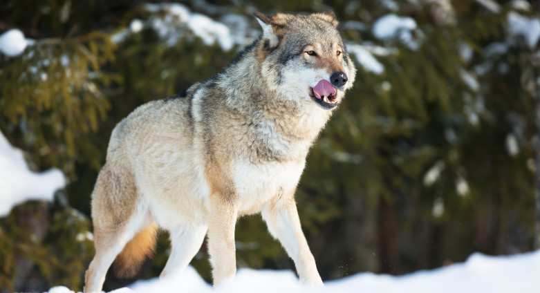 بقو-دا اۋىل تۇرعىندارىنا قاسقىر شاۋىپ, 4 ادام زارداپ شەكتى