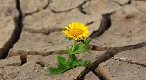 ەلىمىزدىڭ كەيبىر وڭىرلەرىندە قۇرعاقشىلىق كۇتىلەدى