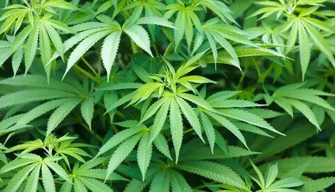 ەرەجە بۇزعان كولىكتەن ەسىرتكى شىقتى