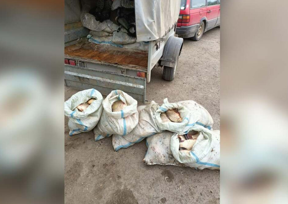 پاۆلودار وبلىسىندا زاڭسىز بالىق اۋلاعاندار ۇستالدى