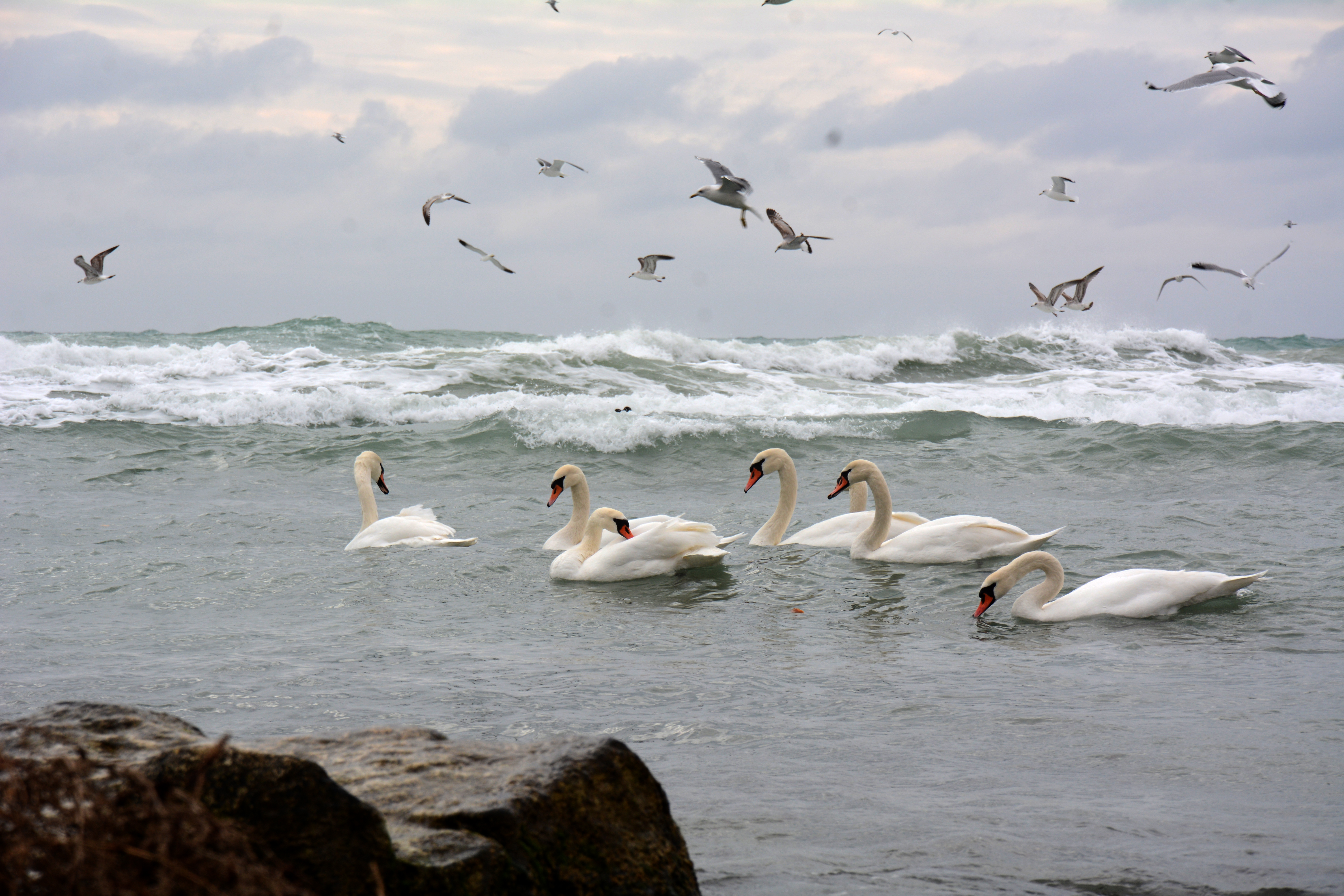 تەڭىز جايلى بولسا, جانۋارلار نەگە تۇنشىعادى؟
