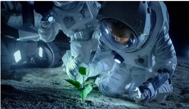 اي توپىراعىندا وسىرىلگەن وسىمدىك