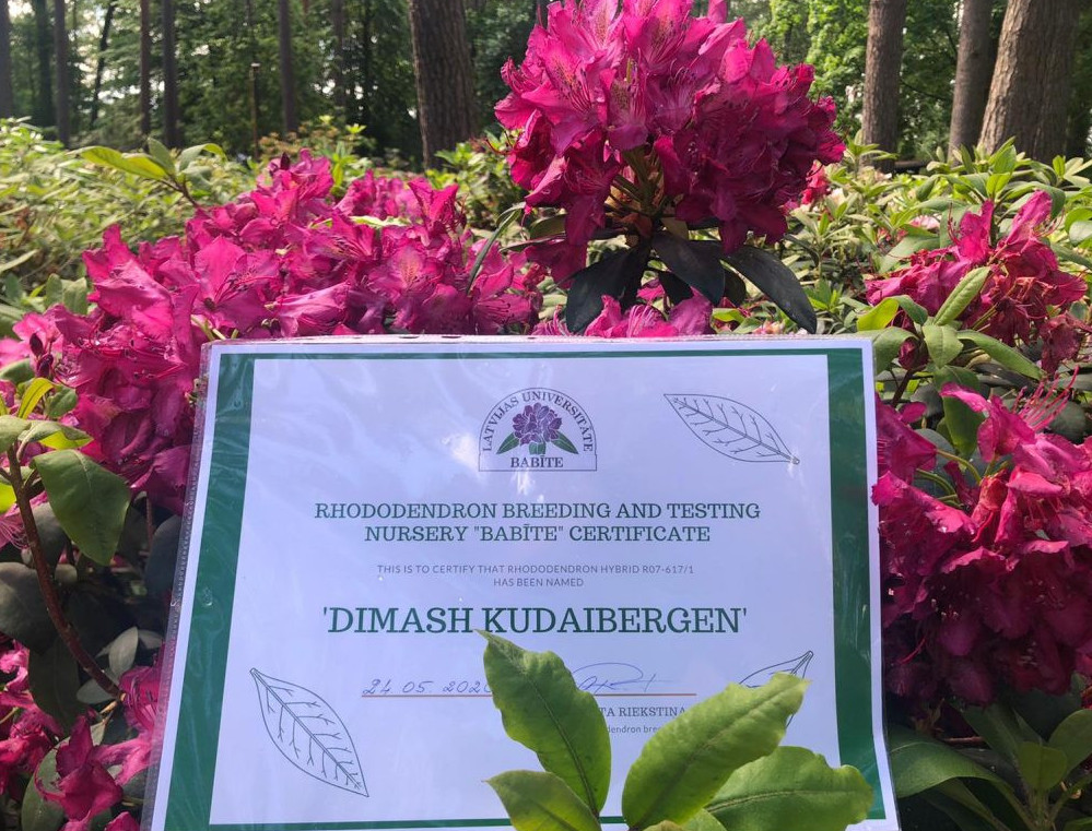 جاڭا گۇل سورتىنا ديماشتىڭ ەسىمى بەرىلدى