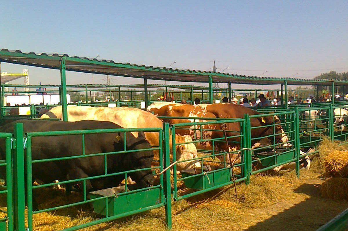 مال شارۋاشىلىعىنداعى ماڭىزدى قادام