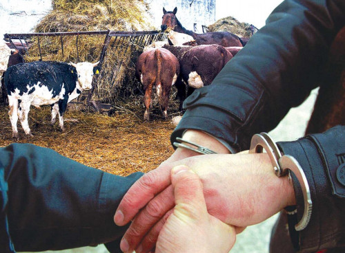 167 باس مال ۇرلاعان قىلمىستىق توپ ۇستالدى