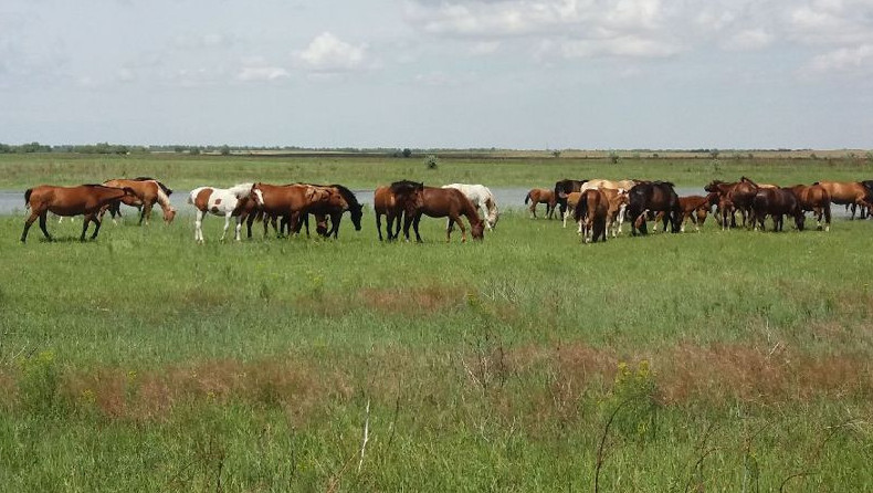 اقتوبە وبلىسىندا جوعالعان جىلقىلار تابىلدى