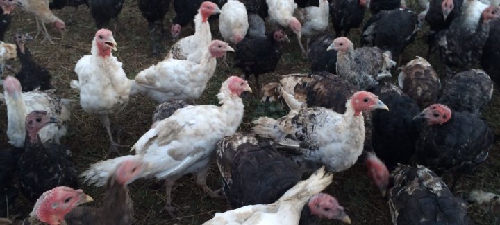 كۇركەتاۋىق ءوسىرۋدى قولعا الدى