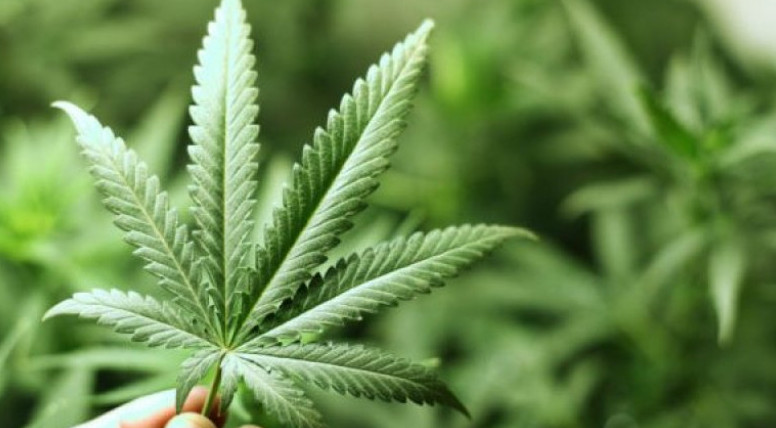 شۋ تۇرعىنىنان 200 كەلىگە جۋىق ەسىرتكى تاركىلەندى